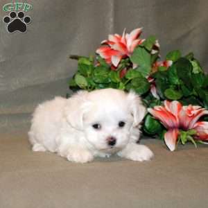 Cooper, Maltese Puppy